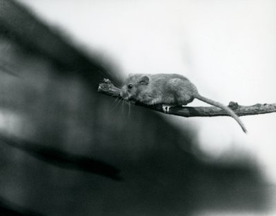 Eine Haselmaus auf einem Ast im Londoner Zoo, Mai 1914 von Frederick William Bond